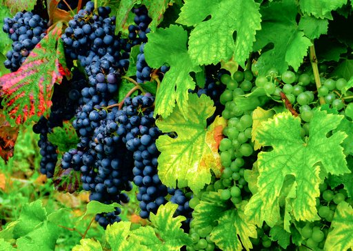 Bild | Laborlösung für Wein- und Getränkelabore